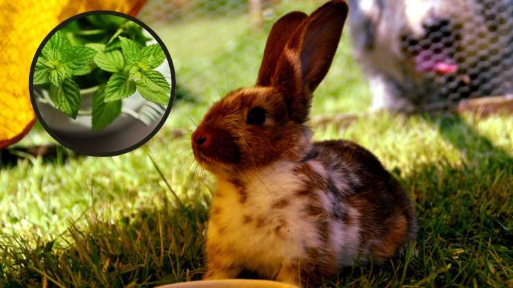 coniglio può mangiare menta