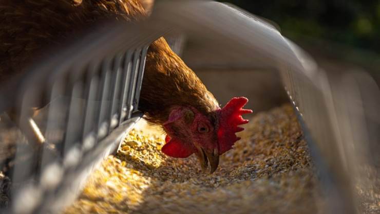 cosa non devono mangiare le galline