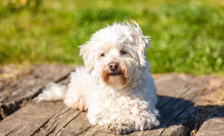 coton de tulear