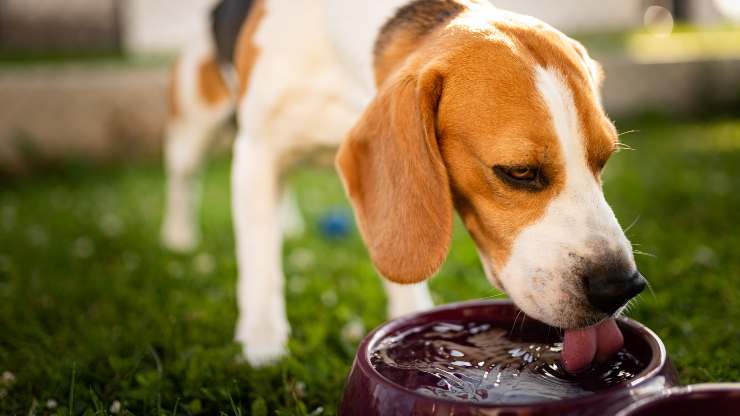 diabete insipido nel cane