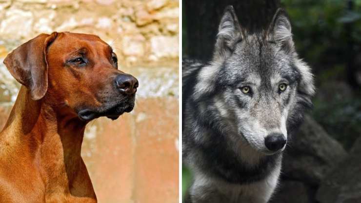 differenze tra il lupo e il cane