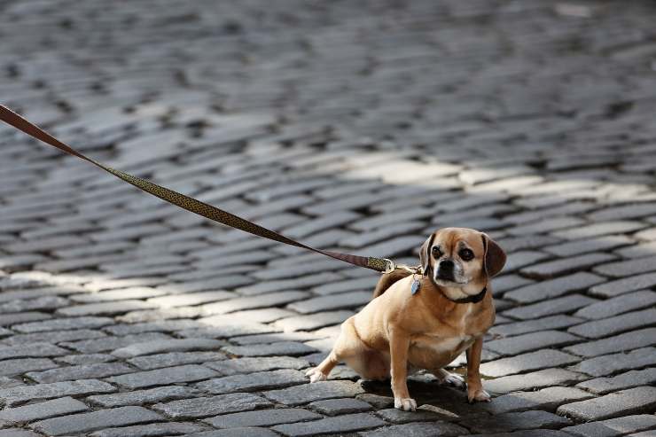 Il cane morde e tira il guinzaglio