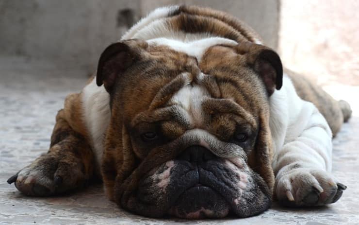 Cane troppo obeso : la crudeltà ha portato la coppia in tribunale