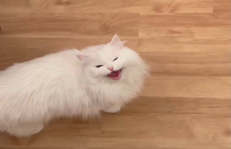 Gattino bianco abitudine
