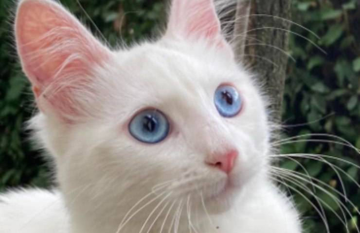 gattino Puffo occhi blu