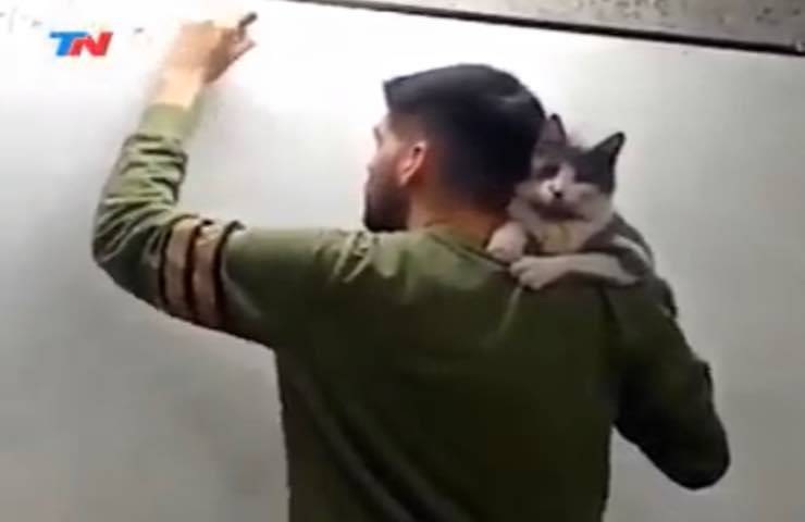 Insegnante gatto