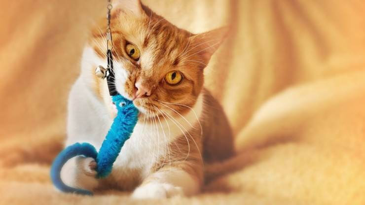 gatto giocattolo blu