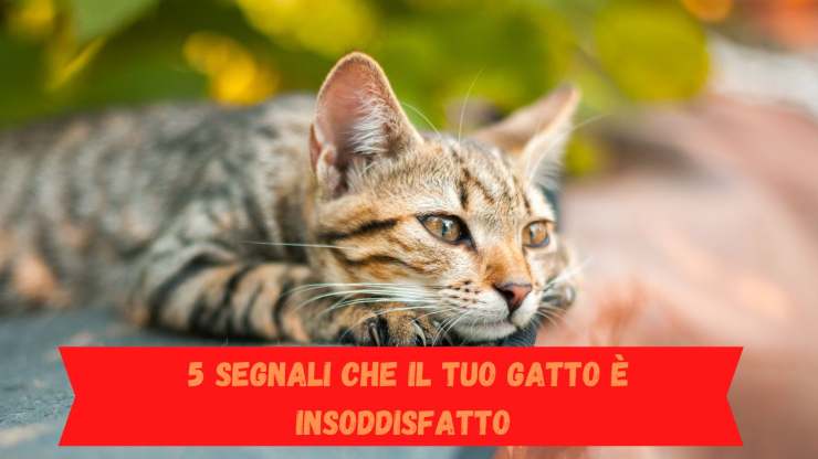 Segnali gatto insoddisfatto