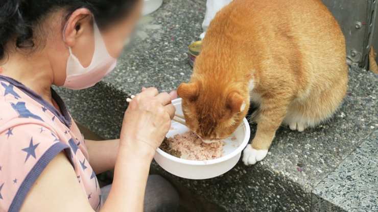 gatto mangia