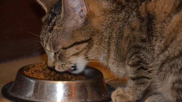 gatto sceglie il cibo in base al nutrimento