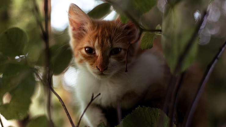 gatto sull'albero