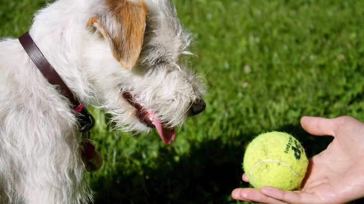 il cane può giocare con la palla da tennis