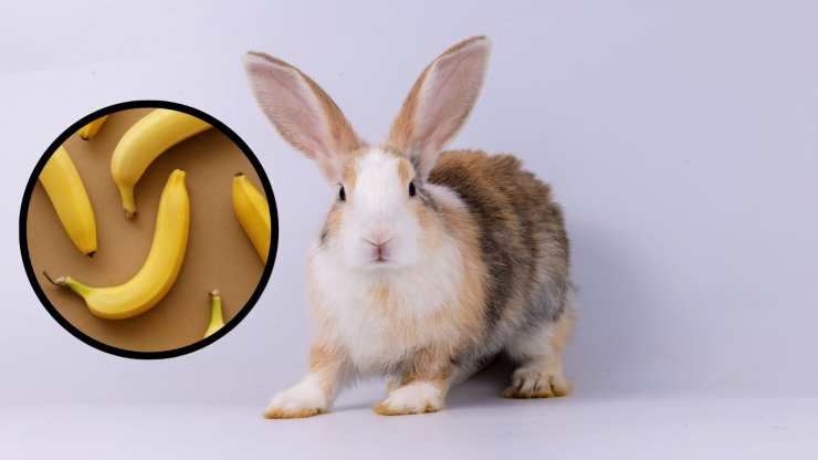 il coniglio può mangiare le banane
