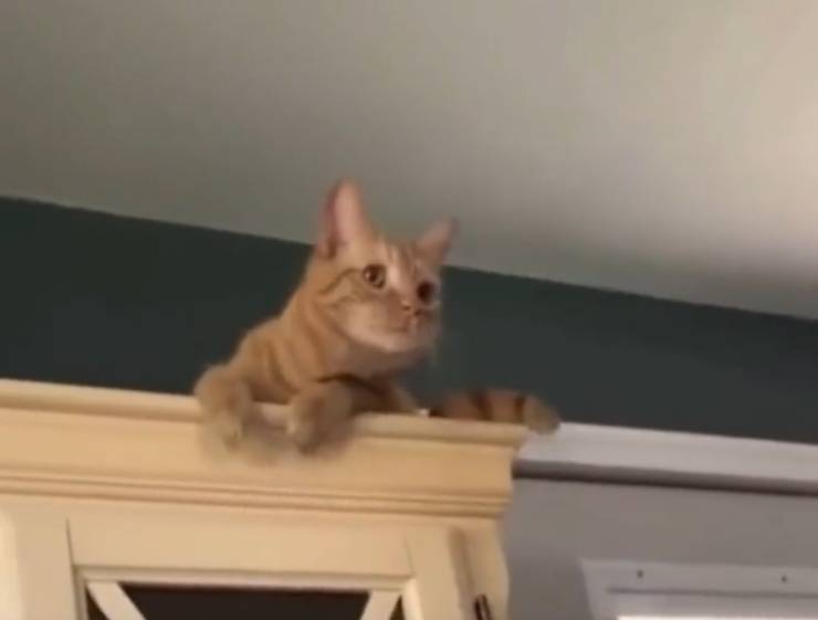 video reazione gatto casa