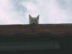impedire al gatto di salire sul tetto