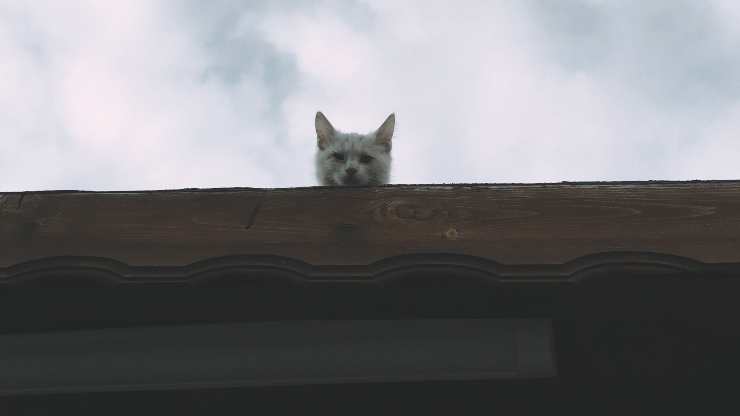 impedire al gatto di salire sul tetto