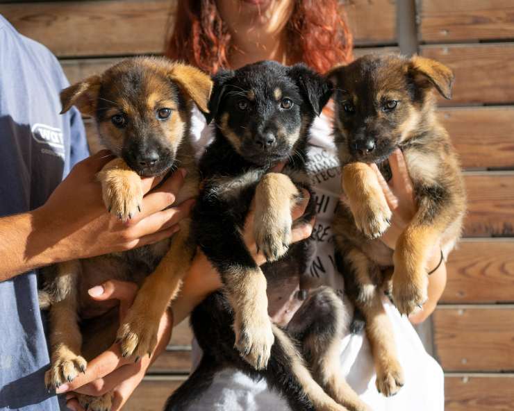 cachorros abandonados en el campo