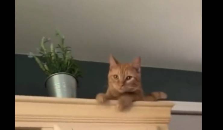 Video reazione gatto casa