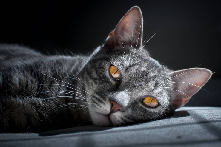 Vermi intestinali nel gatto