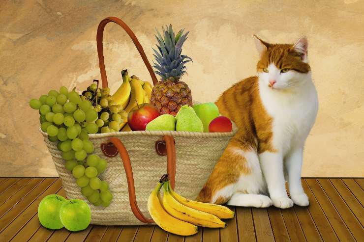 Canestro di frutta per il gatto