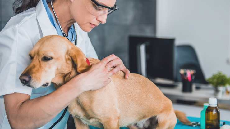 paralisi da morso di zecca nel cane