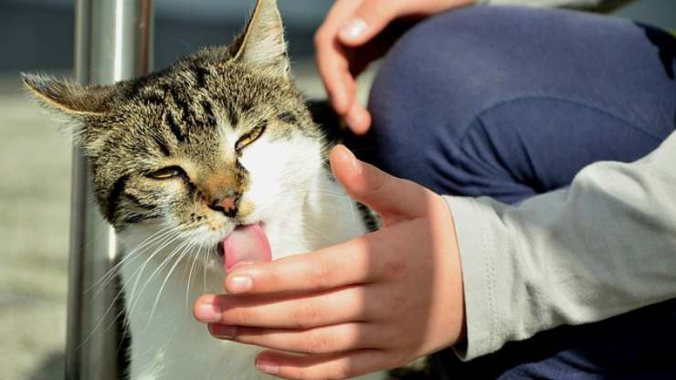 porque los gatos nos lamen