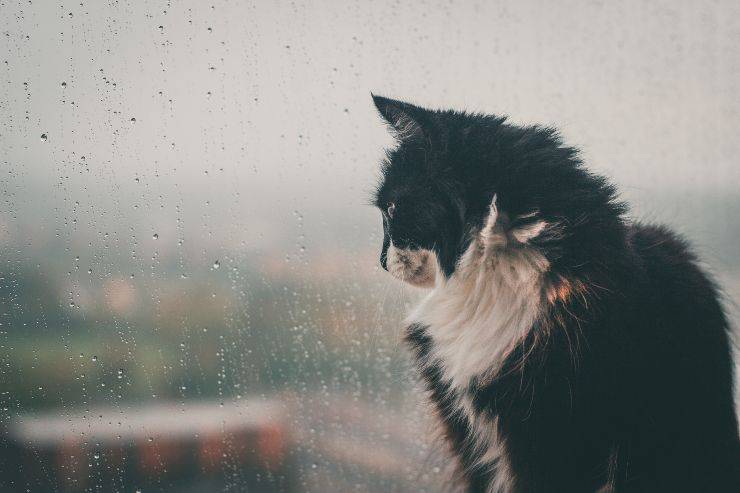 Perché il gatto esce quando piove
