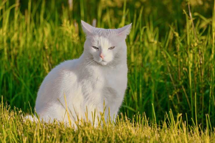 Il comportamento di micio