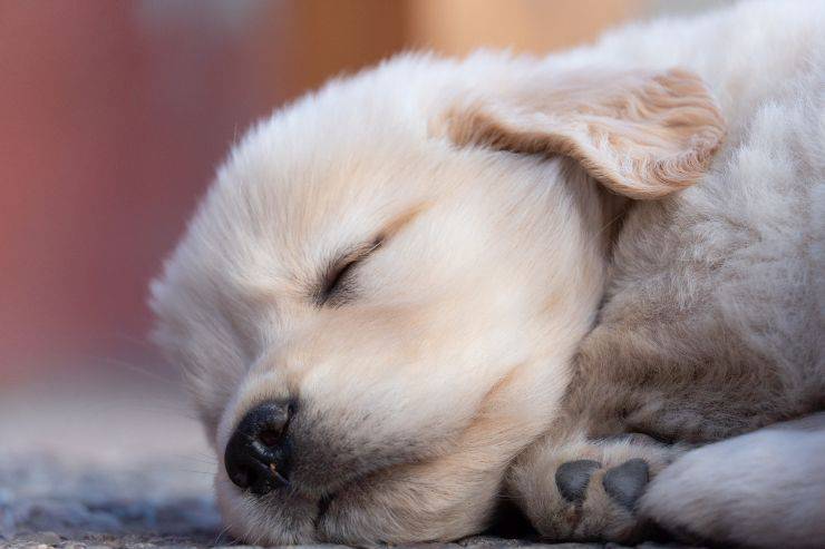 Il sonno dei pelosi