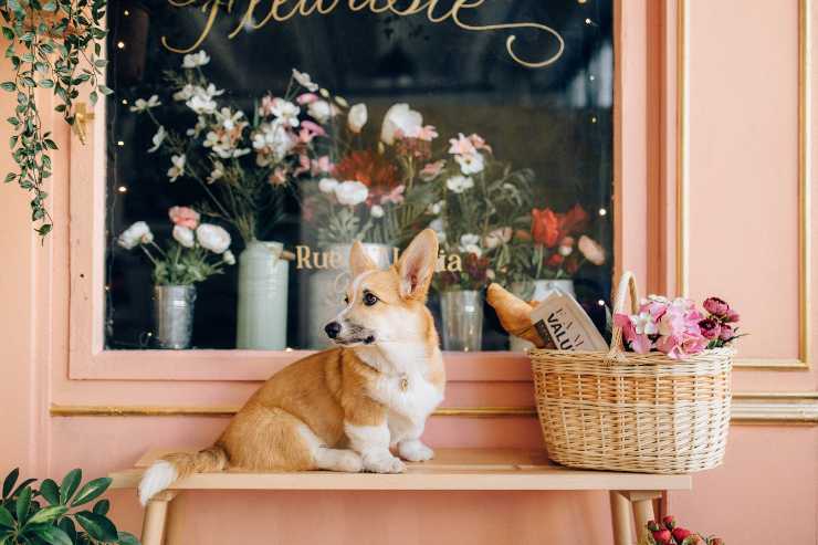 Cagnolino allo shop