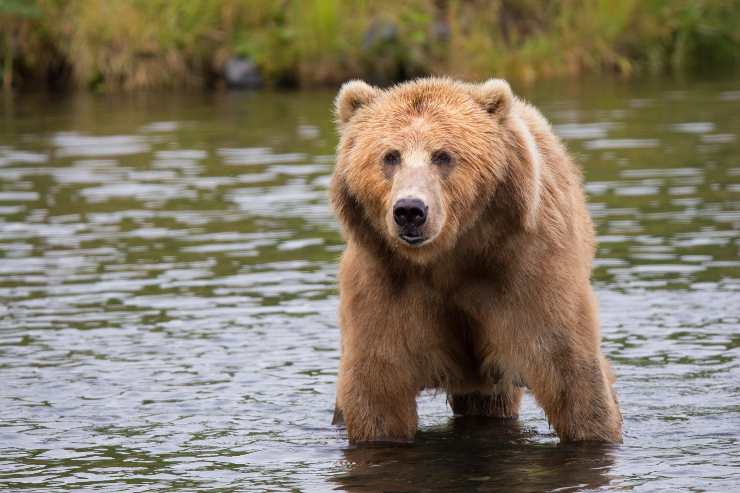 Orso fermo nell'acqua