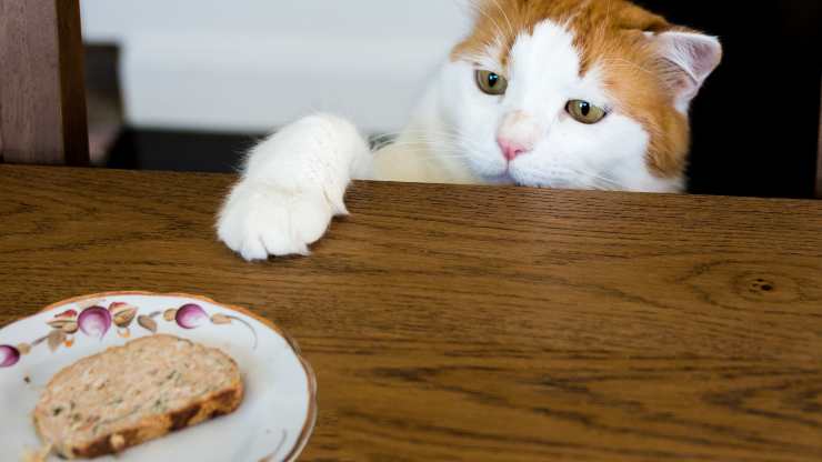 pastel de carne para gato