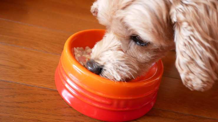 risotto al merluzzo per il cane