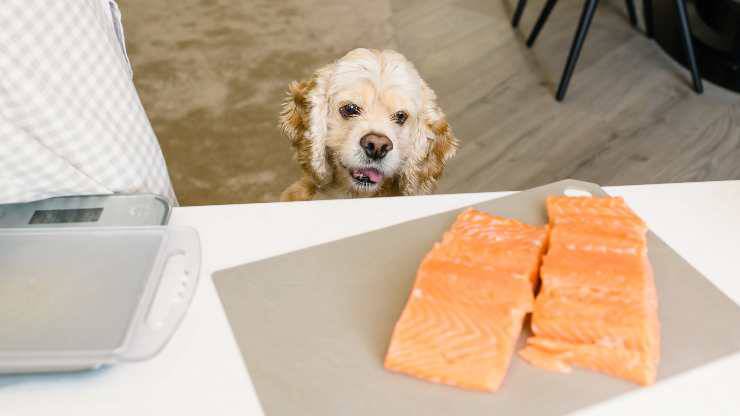 salmone alle verdure per cani