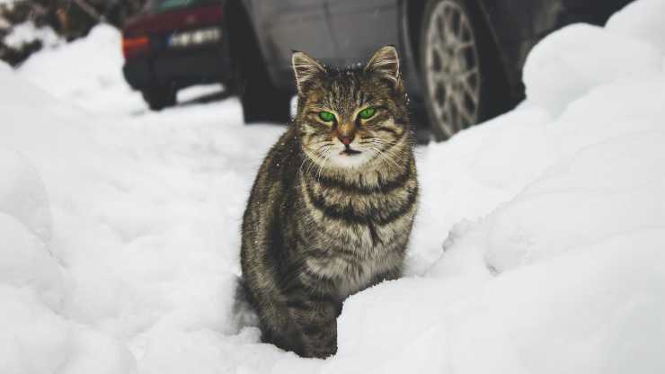 su cosa odiano camminare i gatti