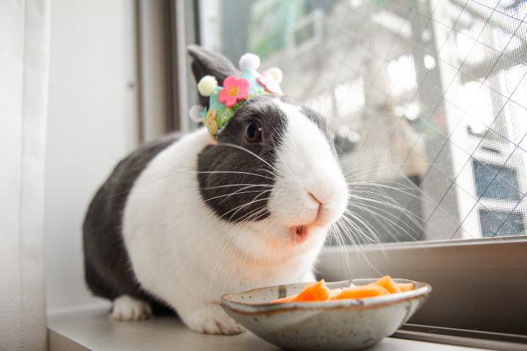 Coniglio mangia la frutta