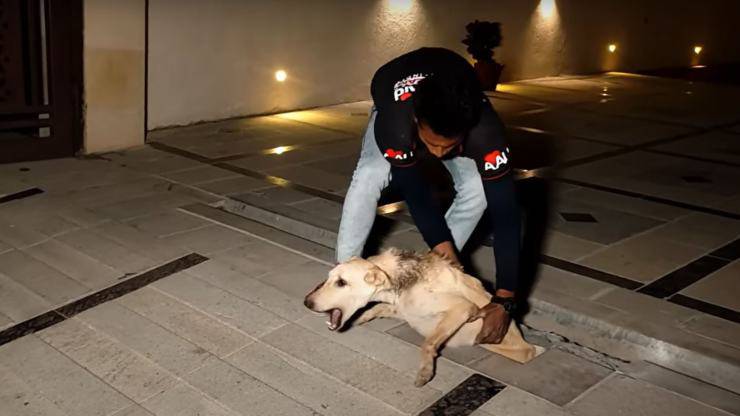 cane buca ferito collo