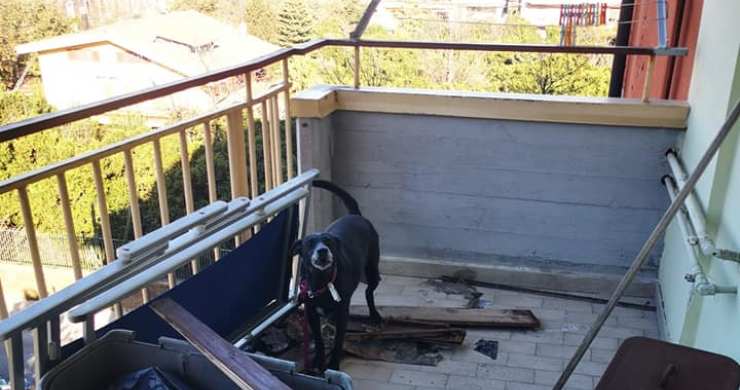 cagnolina legata balcone due anni