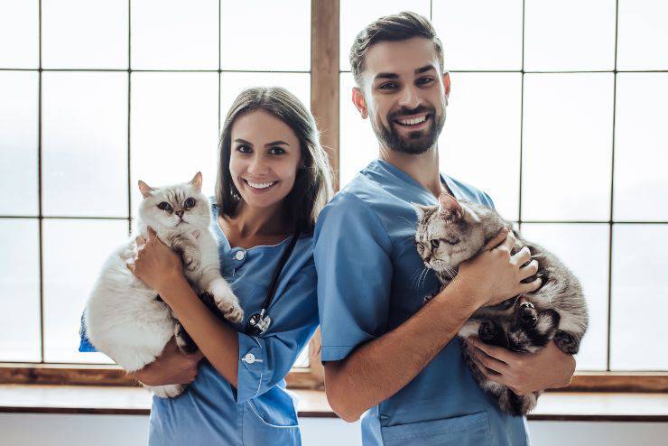 I doveri del medico veterinario: cosa stabilisce il codice deontologico