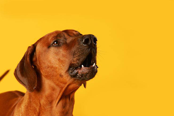 Quando il cane disturba la quiete pubblica? Cosa stabilisce la legge