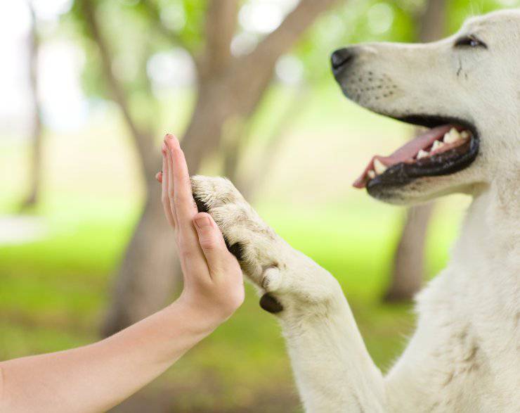 Cane destrimano o mancino