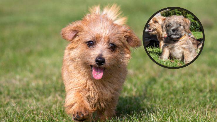 cucciolo di norfolk terrier