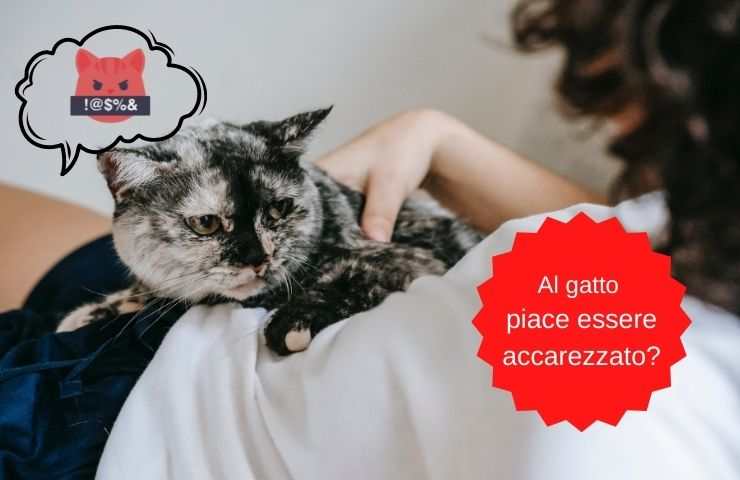 Al gatto piacciono le carezze