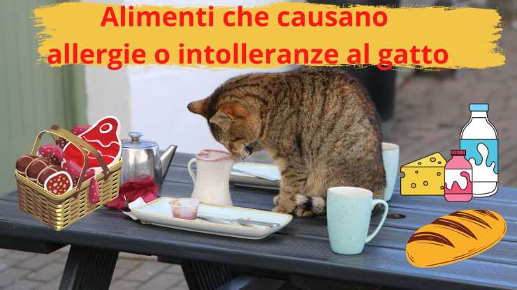 Allergie e intolleranze alimentari nel agtto