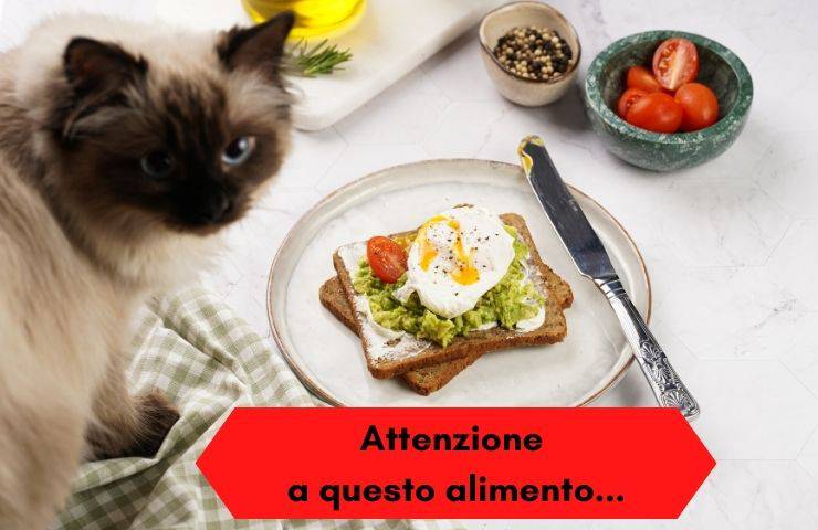 Alimento pericoloso per il gatto