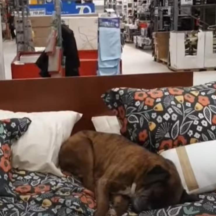 cagnolino randagio letto negozio