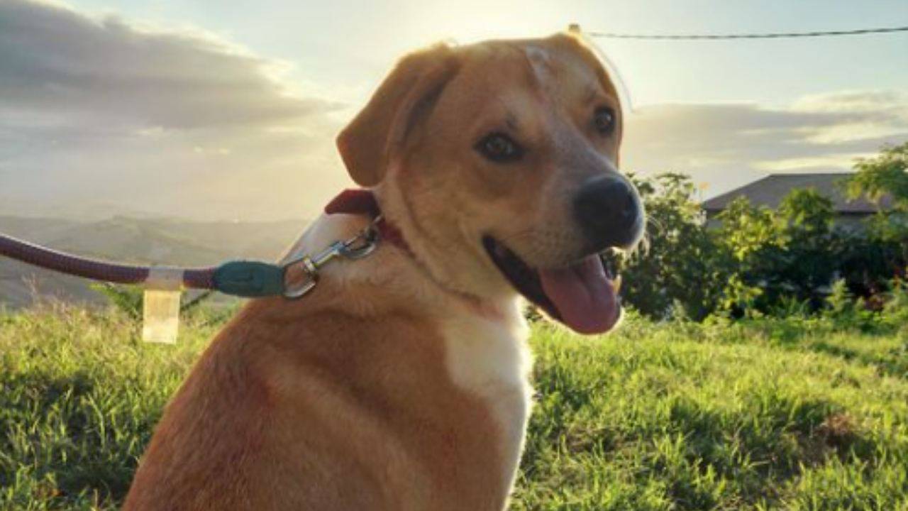 La triste infanzia di Raviolo, il cagnolino che desidera una famiglia ...