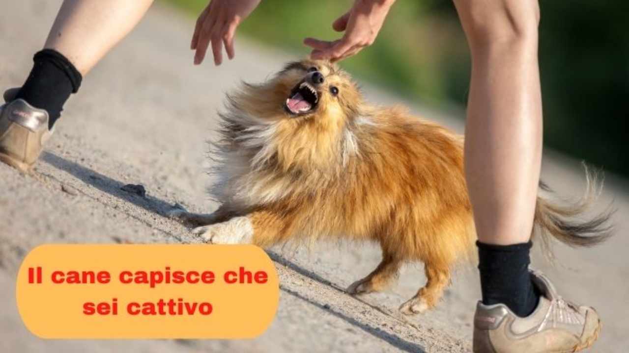 Come abbiamo capito che i cani non vedono in bianco e nero