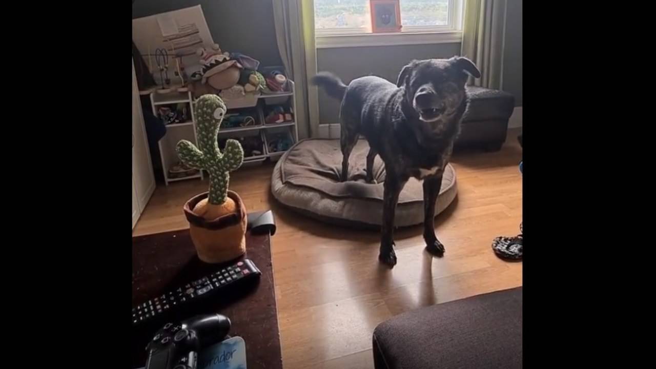 Il cane abbaia e il giocattolo lo imita: la divertente reazione - VIDEO