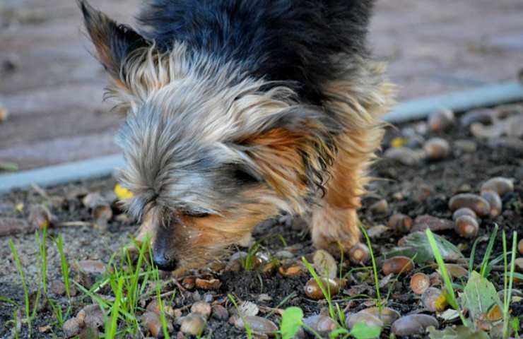 Cane annusa ghiande